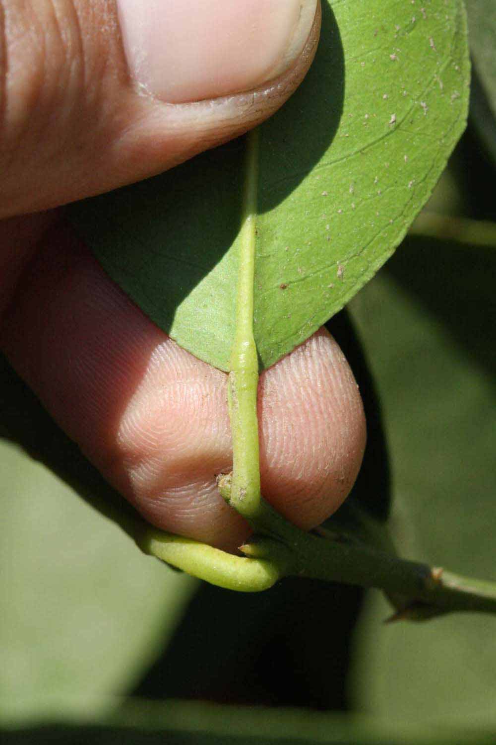              Petiole (Riverside, CA)       